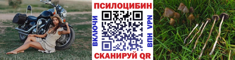 сколько стоит  Кущёвская  Псилоцибиновые грибы MAGIC MUSHROOMS 